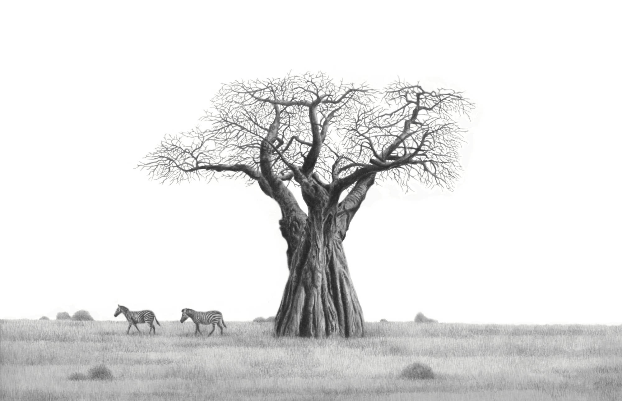 African Baobab Tree and Zebras graphite pencil artwork by Matthew Bell