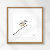 Bar Throated Apalis - BTA