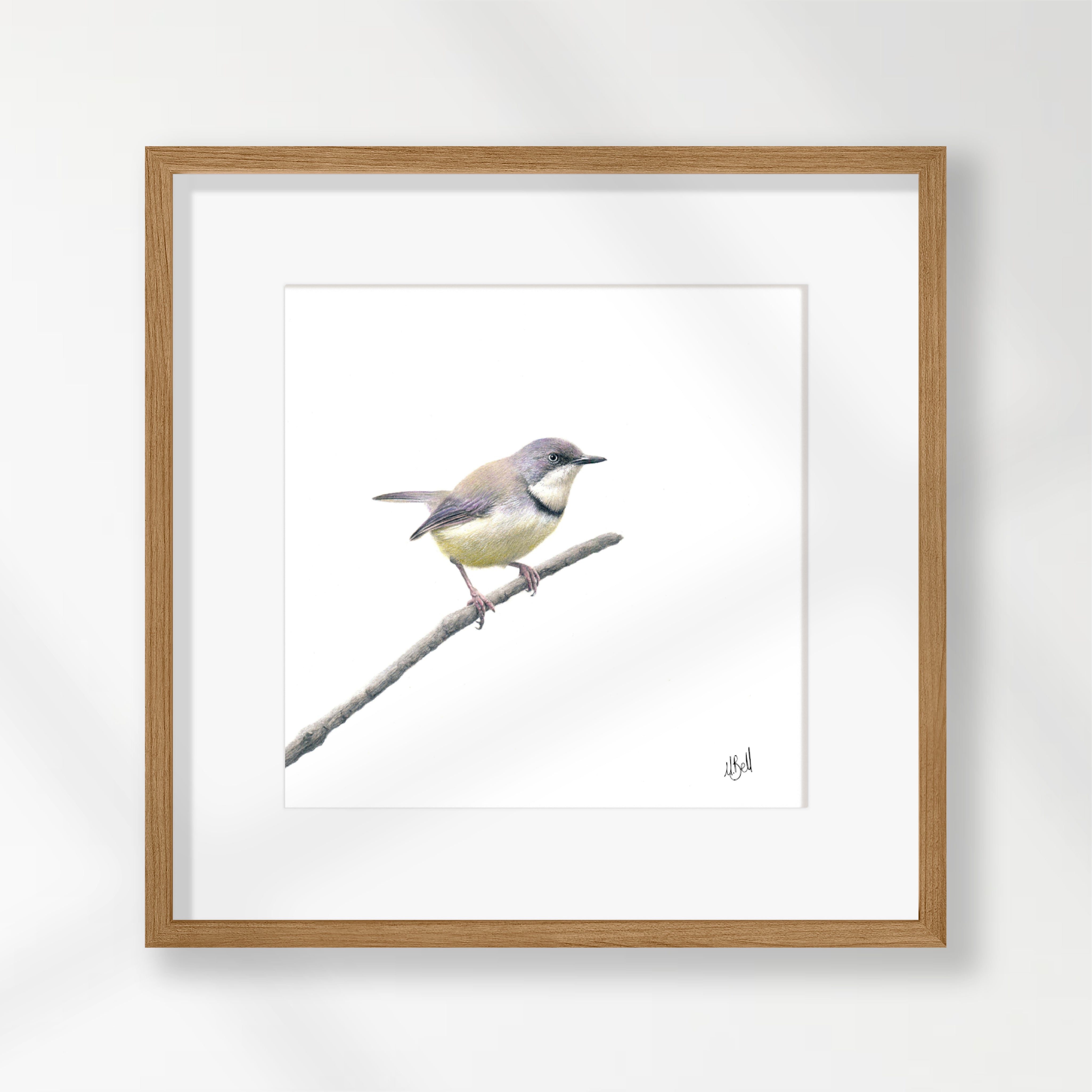 Bar Throated Apalis - BTA