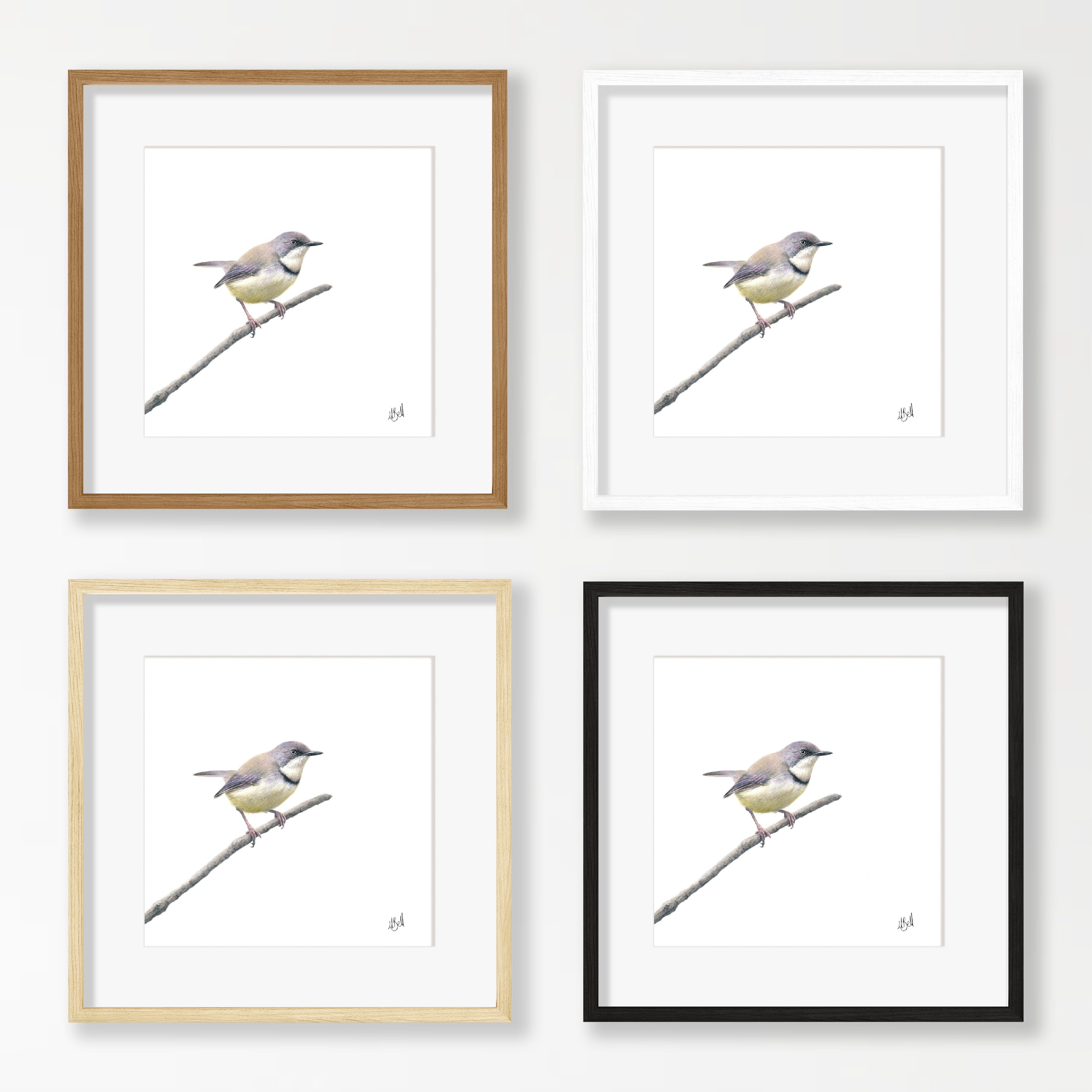 Bar Throated Apalis - BTA