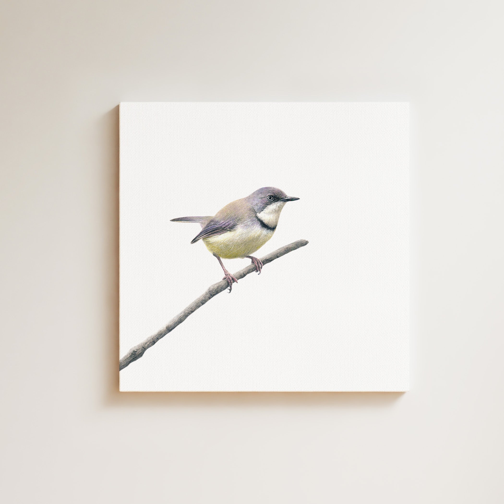 Bar Throated Apalis drawing on canvas by South African wildlife artist Matthew Bell