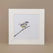 Bar Throated Apalis South African bird art