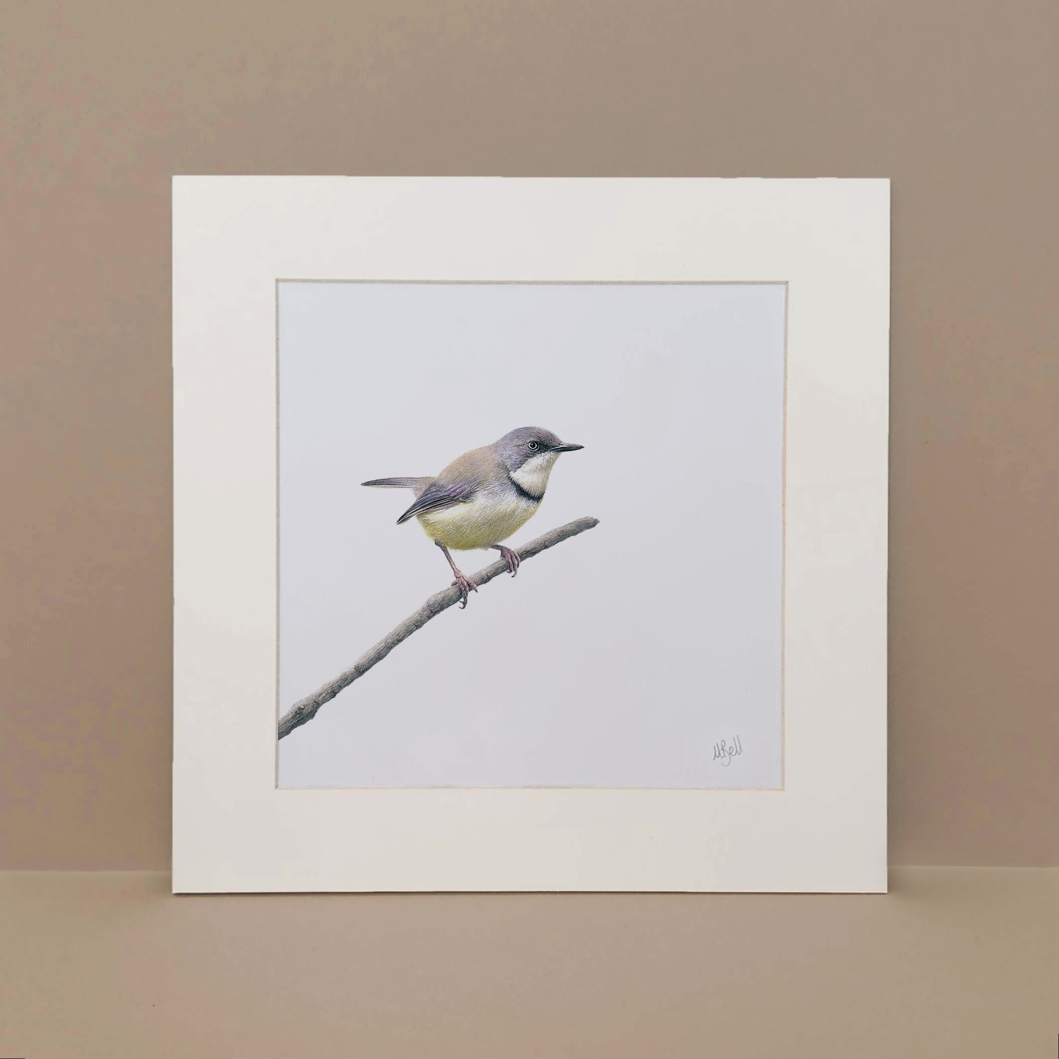 Bar Throated Apalis South African bird art