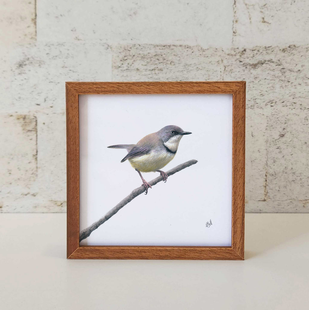 Kiaat wood framed miniature artwork of a Bar Throated Apalis, part of wildlife artist Matthew Bell's birds of South Africa gallery