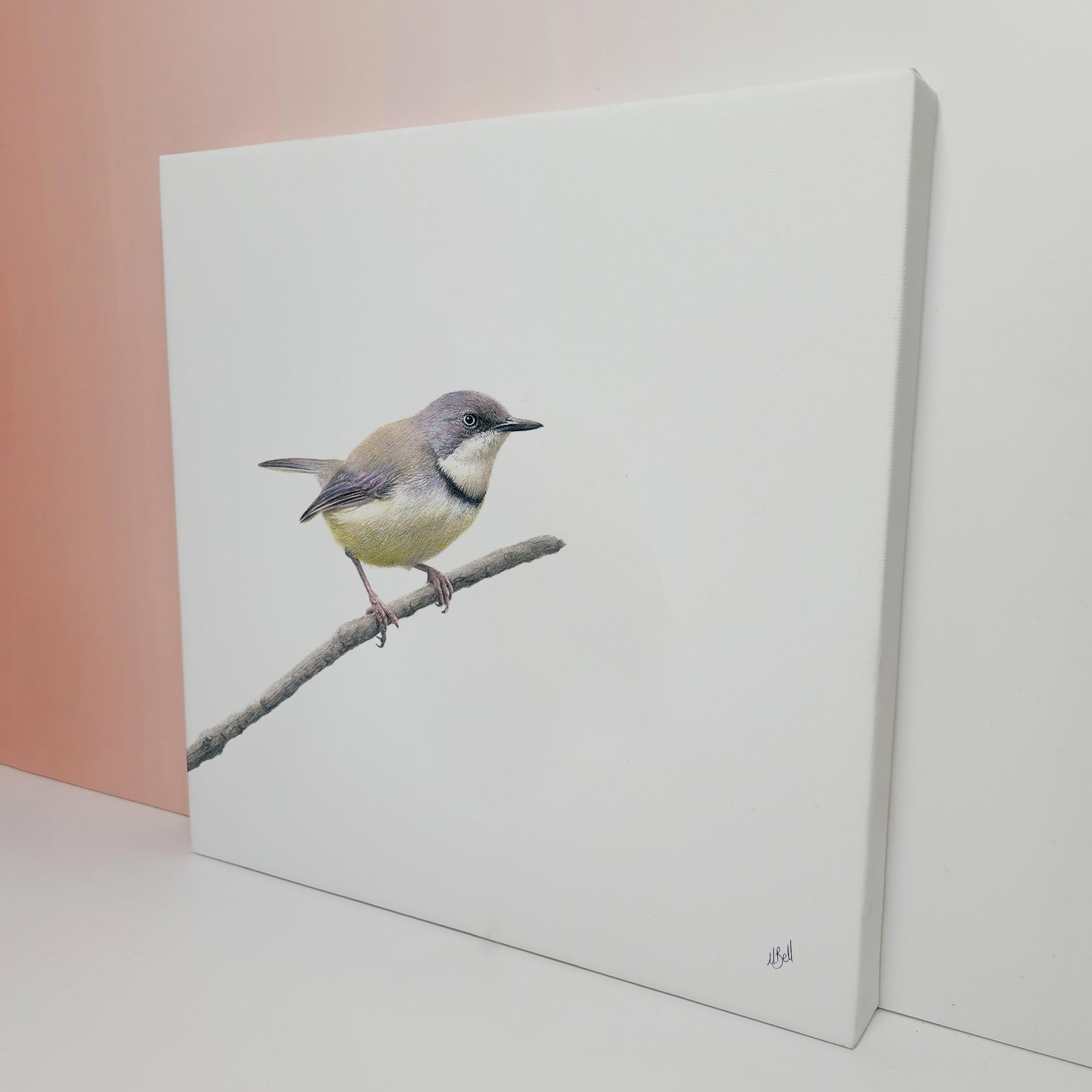 South African bird artwork on canvas, stretched on wooden frame by wildlife artist Matthew Bell of a Bar Throated Apalis