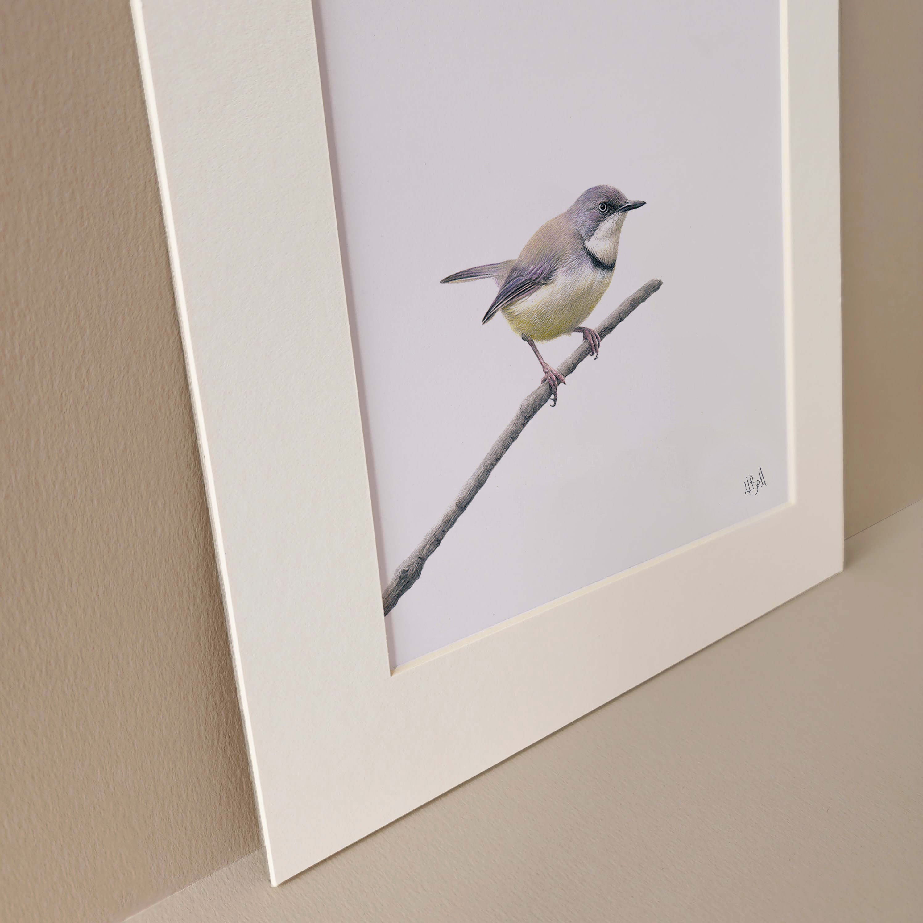 Bar Throated Apalis South African bird art