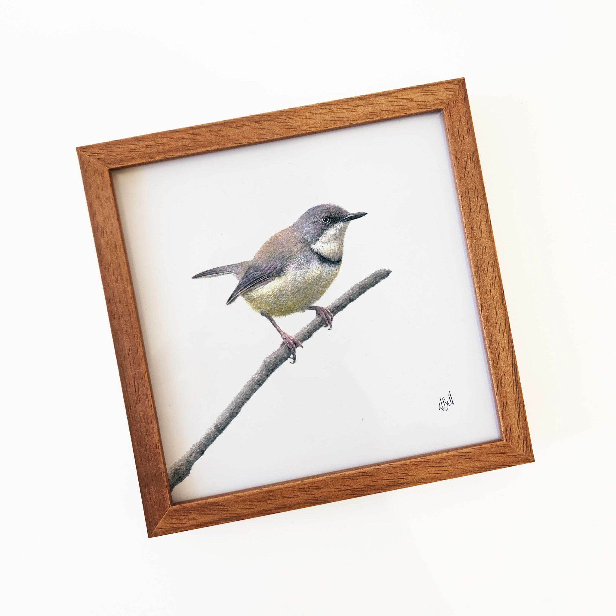 Kiaat wood framed miniature artwork of a Bar Throated Apalis, part of wildlife artist Matthew Bell's birds of South Africa gallery