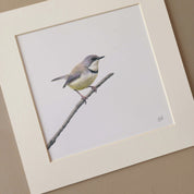 Bar Throated Apalis South African bird art