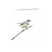 Bar Throated Apalis Greeting Card - BTA