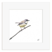 Bar Throated Apalis - BTA