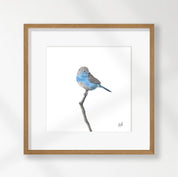 Blue Waxbill - BWX