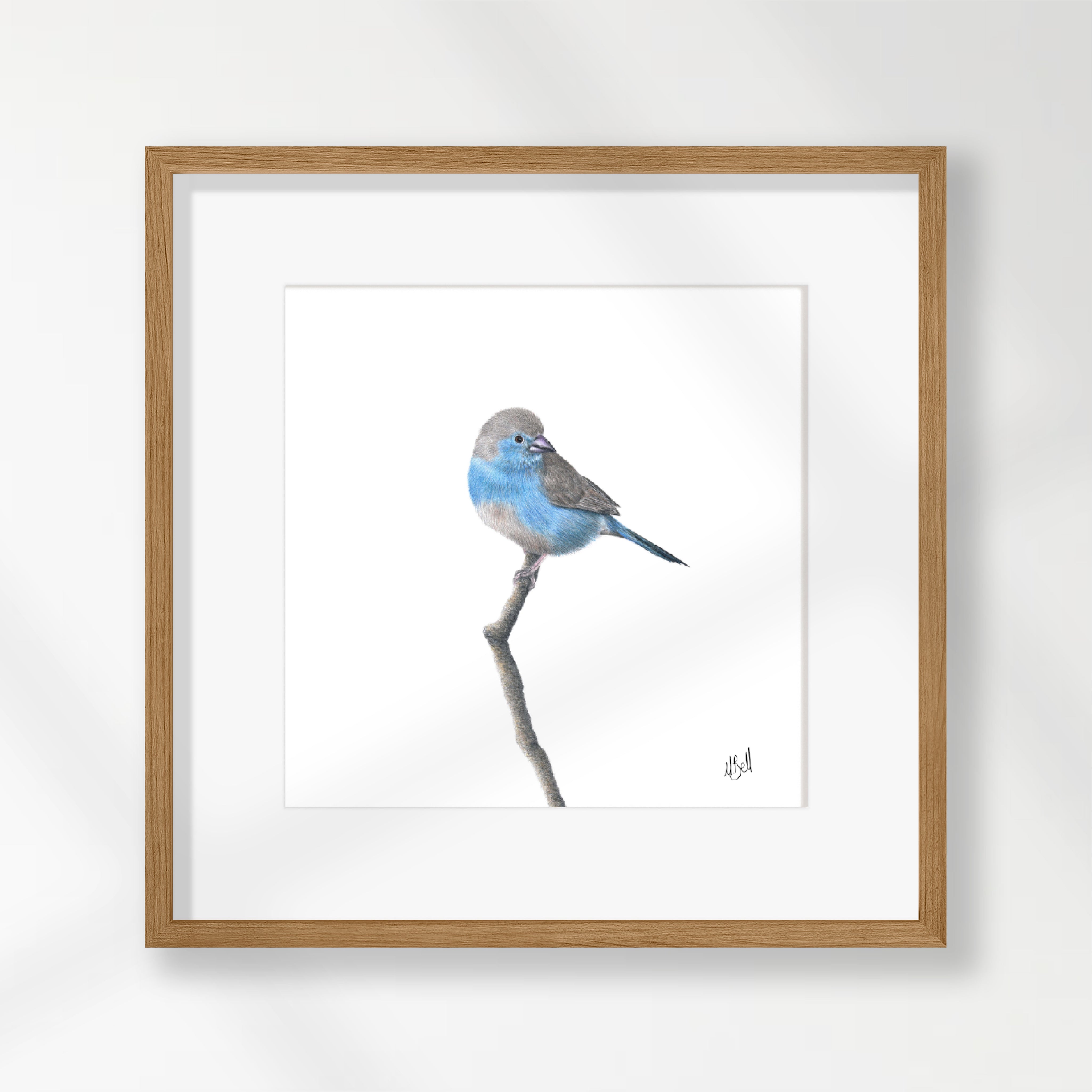 Blue Waxbill - BWX