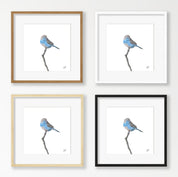 Blue Waxbill - BWX