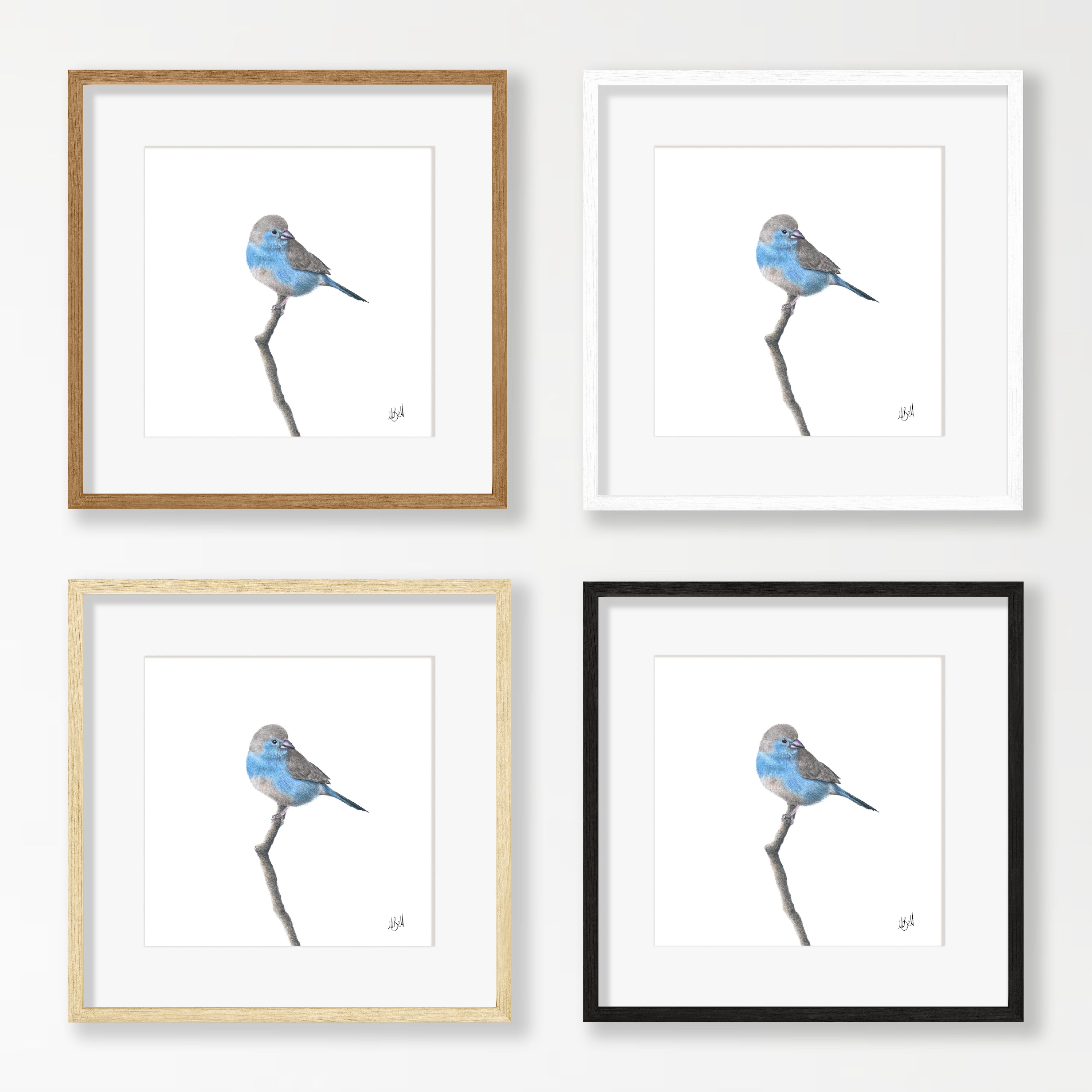 Blue Waxbill - BWX