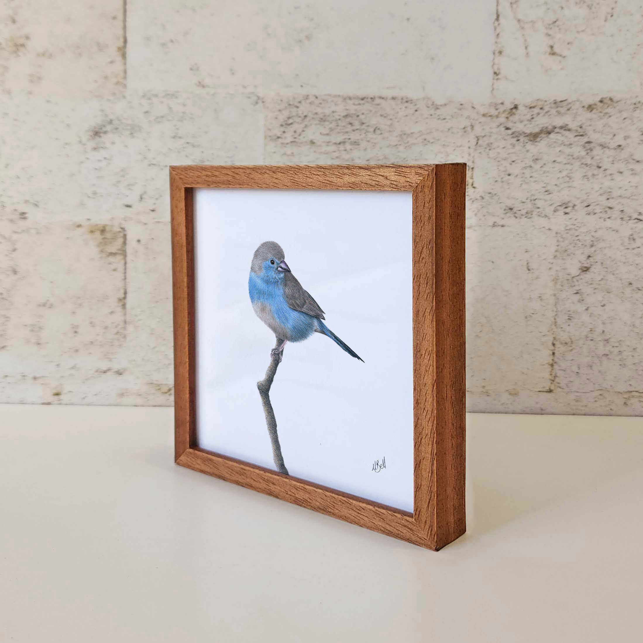 Kiaat wood framed miniature artwork of a Blue Waxbill, part of wildlife artist Matthew Bell's birds of South Africa gallery