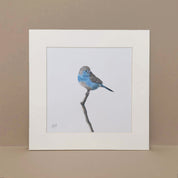 Blue Waxbill mounted print artwork