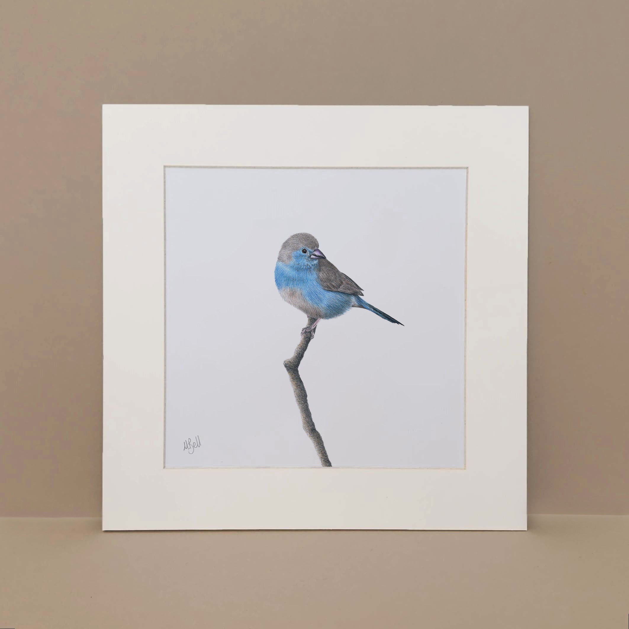 Blue Waxbill mounted print artwork