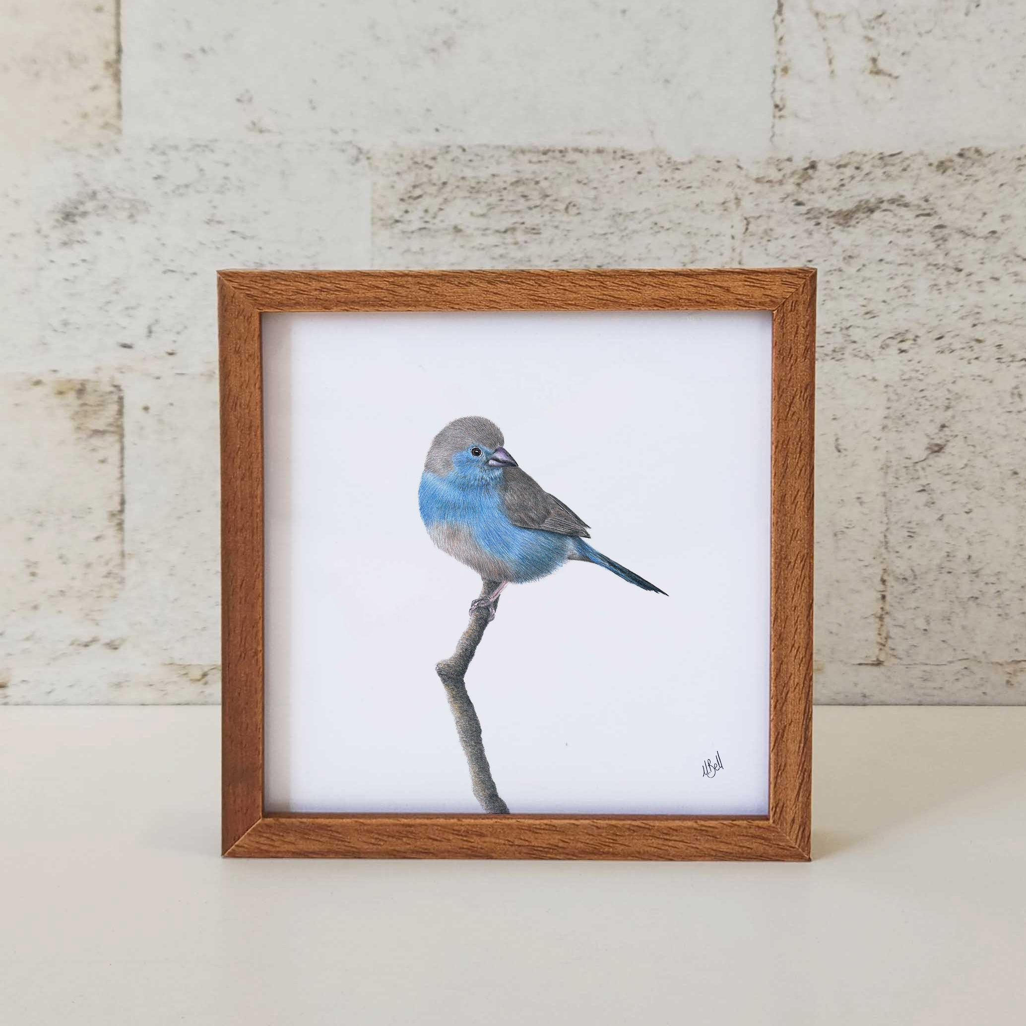 Kiaat wood framed miniature artwork of a Blue Waxbill, part of wildlife artist Matthew Bell's birds of South Africa gallery