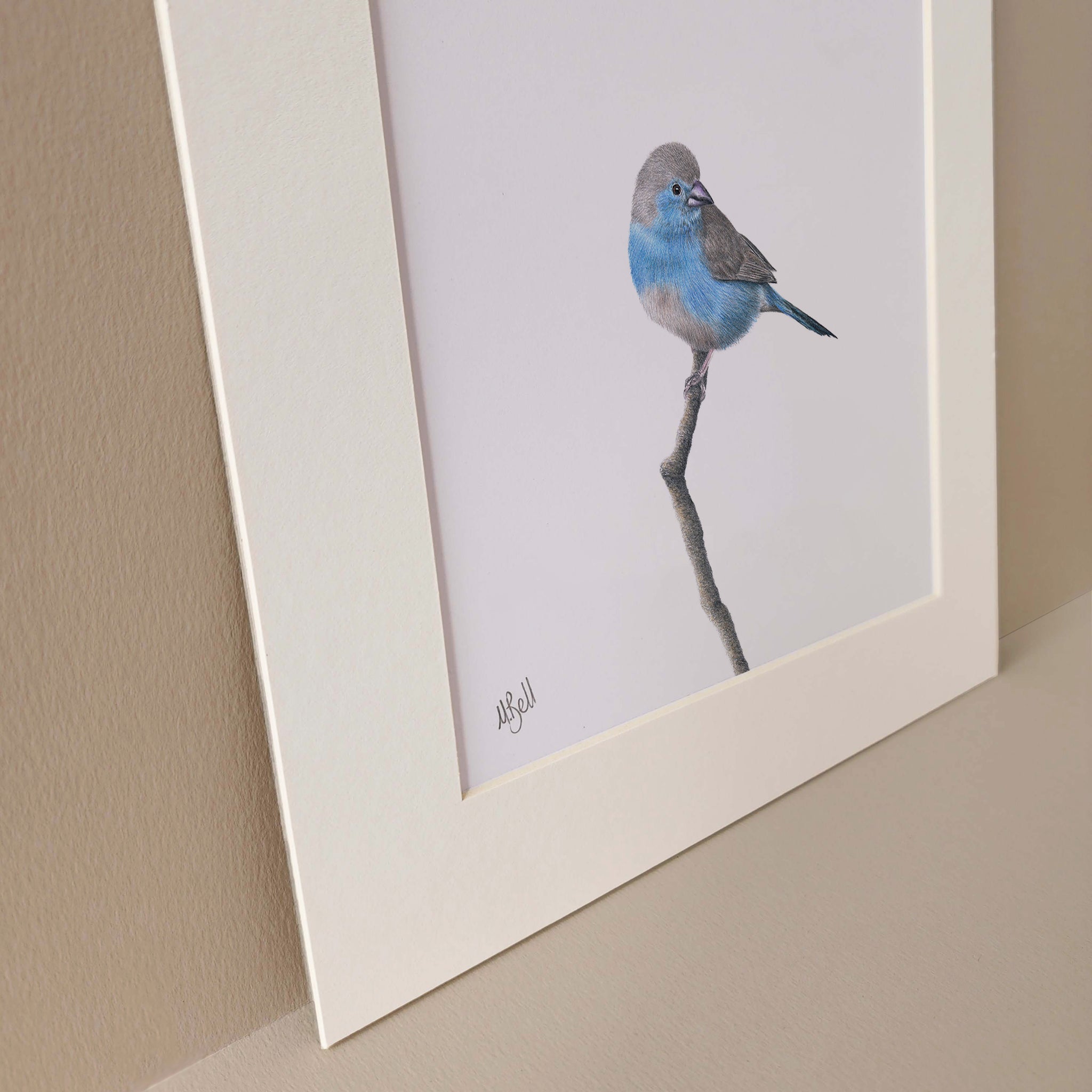 Blue Waxbill mounted print artwork