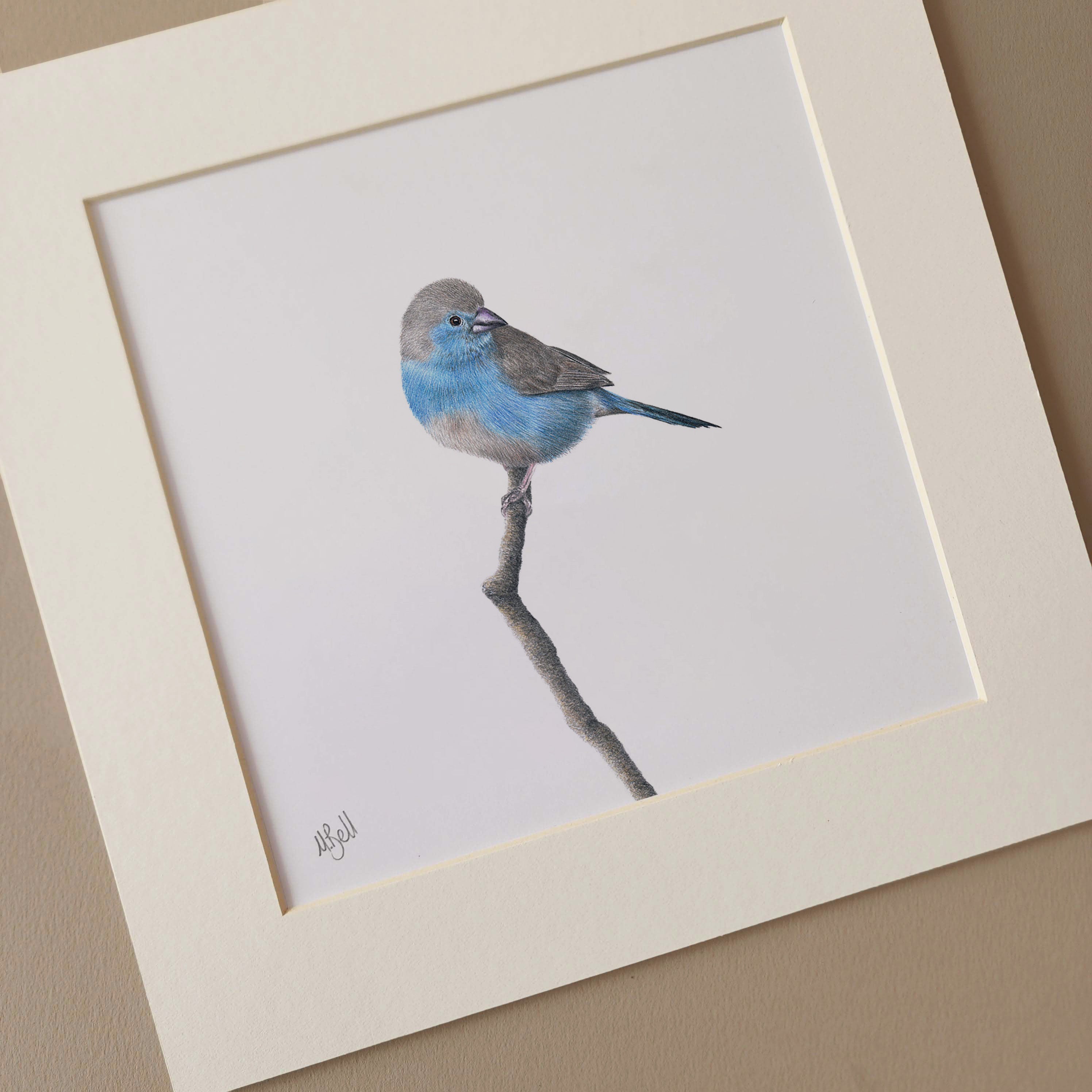 Blue Waxbill mounted print artwork