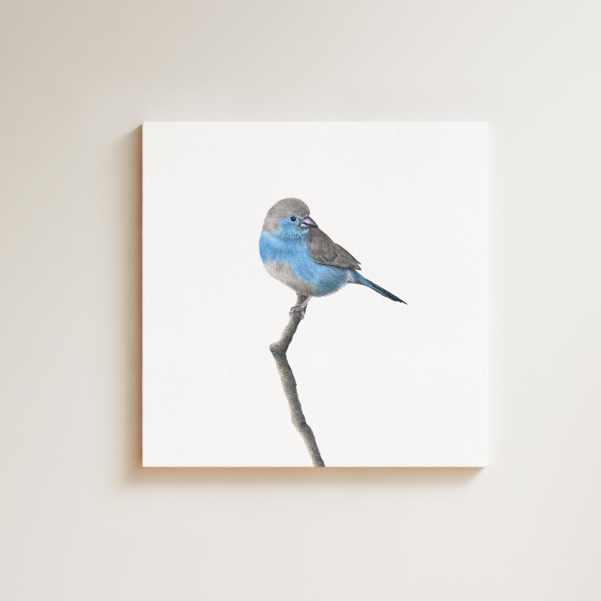 Blue Waxbill drawing on canvas by South African wildlife artist Matthew Bell