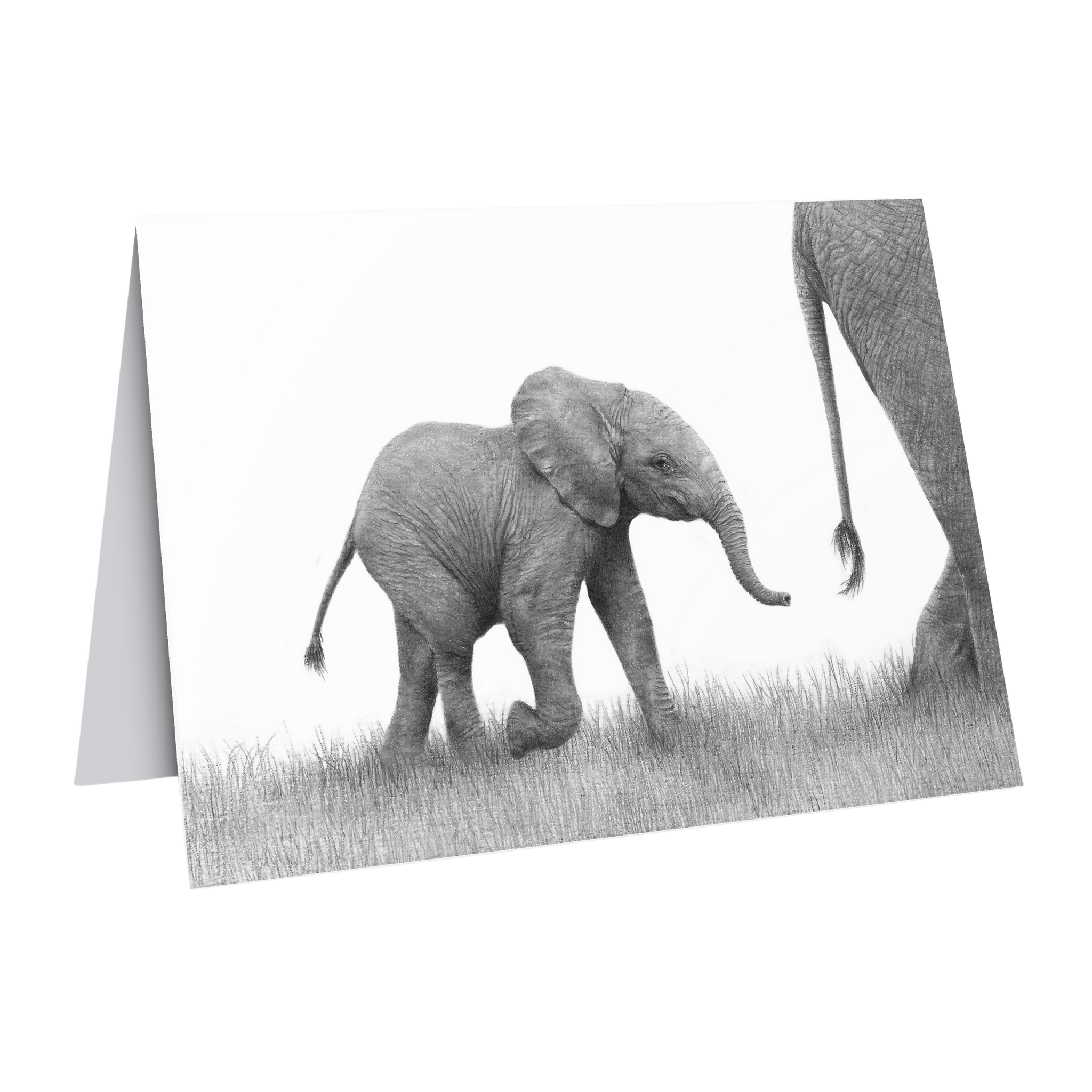 South African wildlife art greeting/gift card featuring a baby elephant