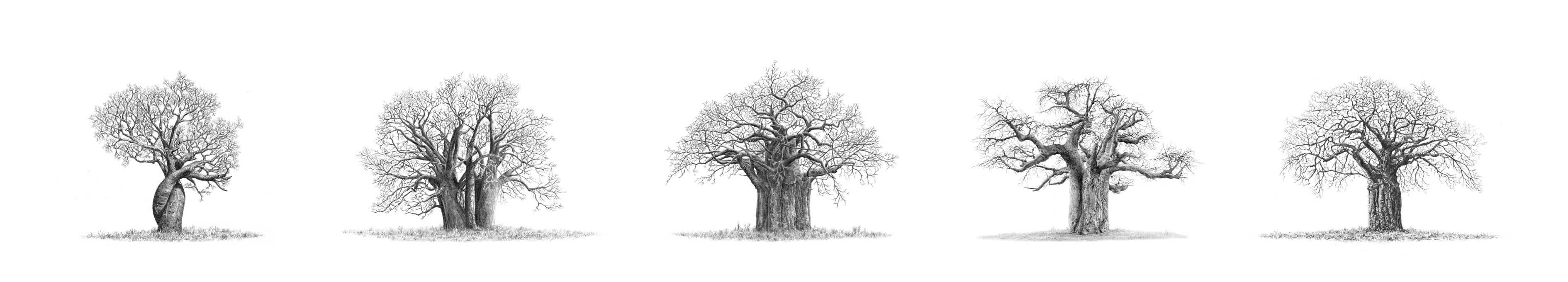 African Baobab Trees panorama artwork wildlife drawing by Matthew Bell