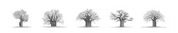 Pencil drawing of five African baobab trees in a row with a plain background