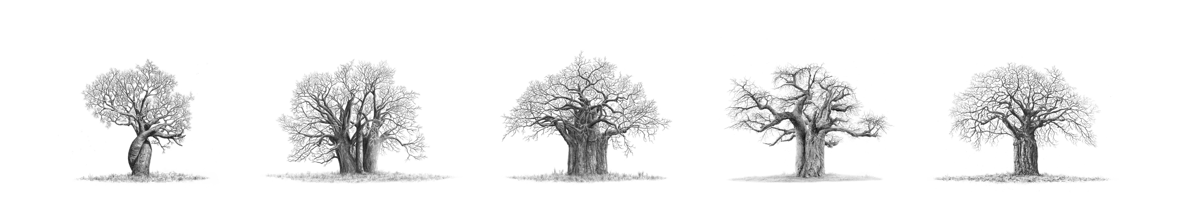 Pencil drawing of five African baobab trees in a row with a plain background