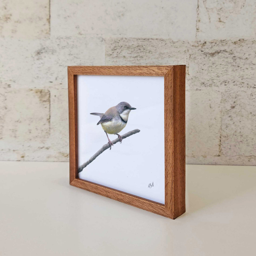 Kiaat wood framed miniature artwork of a Bar Throated Apalis, part of wildlife artist Matthew Bell's birds of South Africa gallery