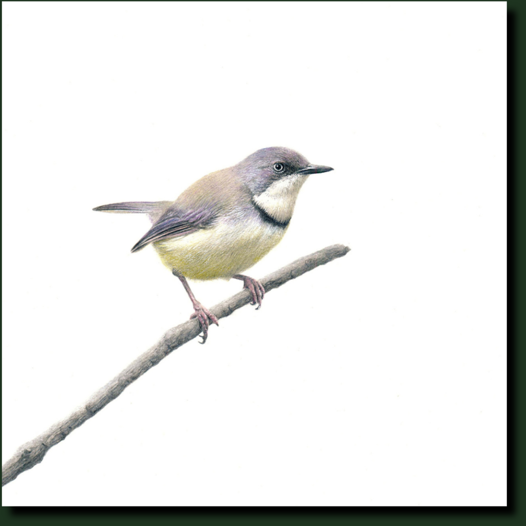 Bar Throated Apalis affordable South African wildlife art