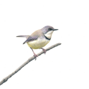 South African bird artwork, drawing by Matthew Bell of a Bar Throated Apalis