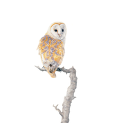 South African bird artwork, drawing by Matthew Bell of a Barn Owl