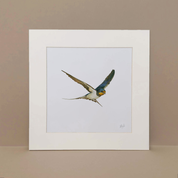 MOUNTED ARTWORK OF A BARN SWALLOW IN FLIGHT WITH A PLAIN WHITE BACKGROUND BY WILDLIFE ARTIST MATTHEW BELL