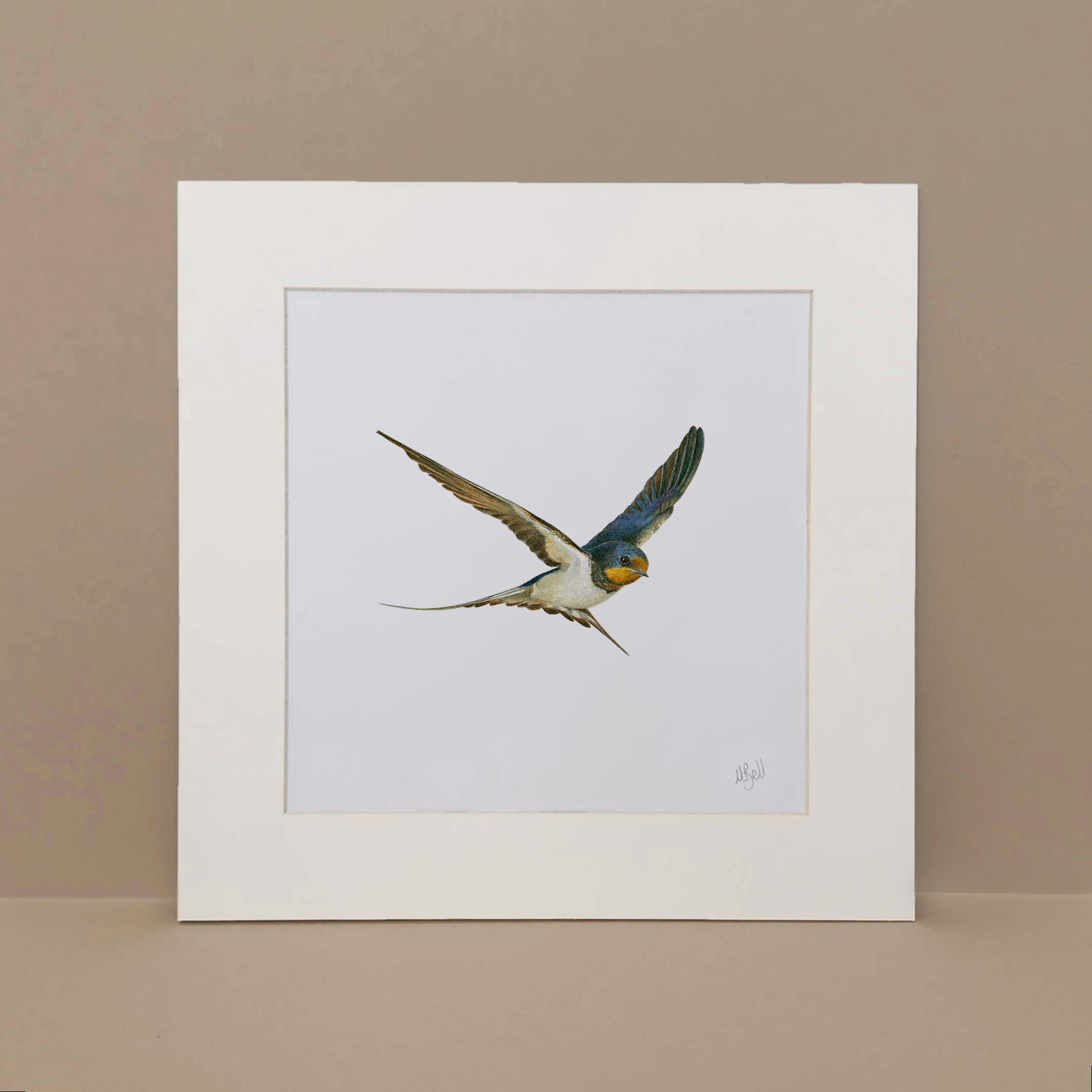 MOUNTED ARTWORK OF A BARN SWALLOW IN FLIGHT WITH A PLAIN WHITE BACKGROUND BY WILDLIFE ARTIST MATTHEW BELL