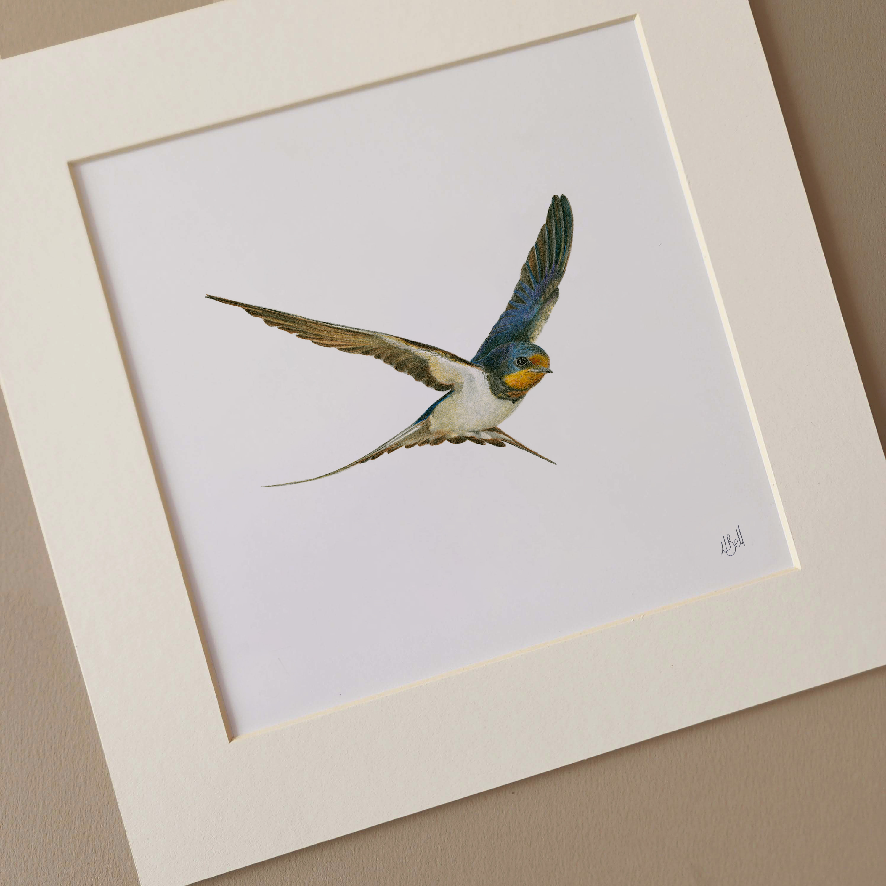 MOUNTED ARTWORK OF A BARN SWALLOW IN FLIGHT WITH A PLAIN WHITE BACKGROUND BY WILDLIFE ARTIST MATTHEW BELL