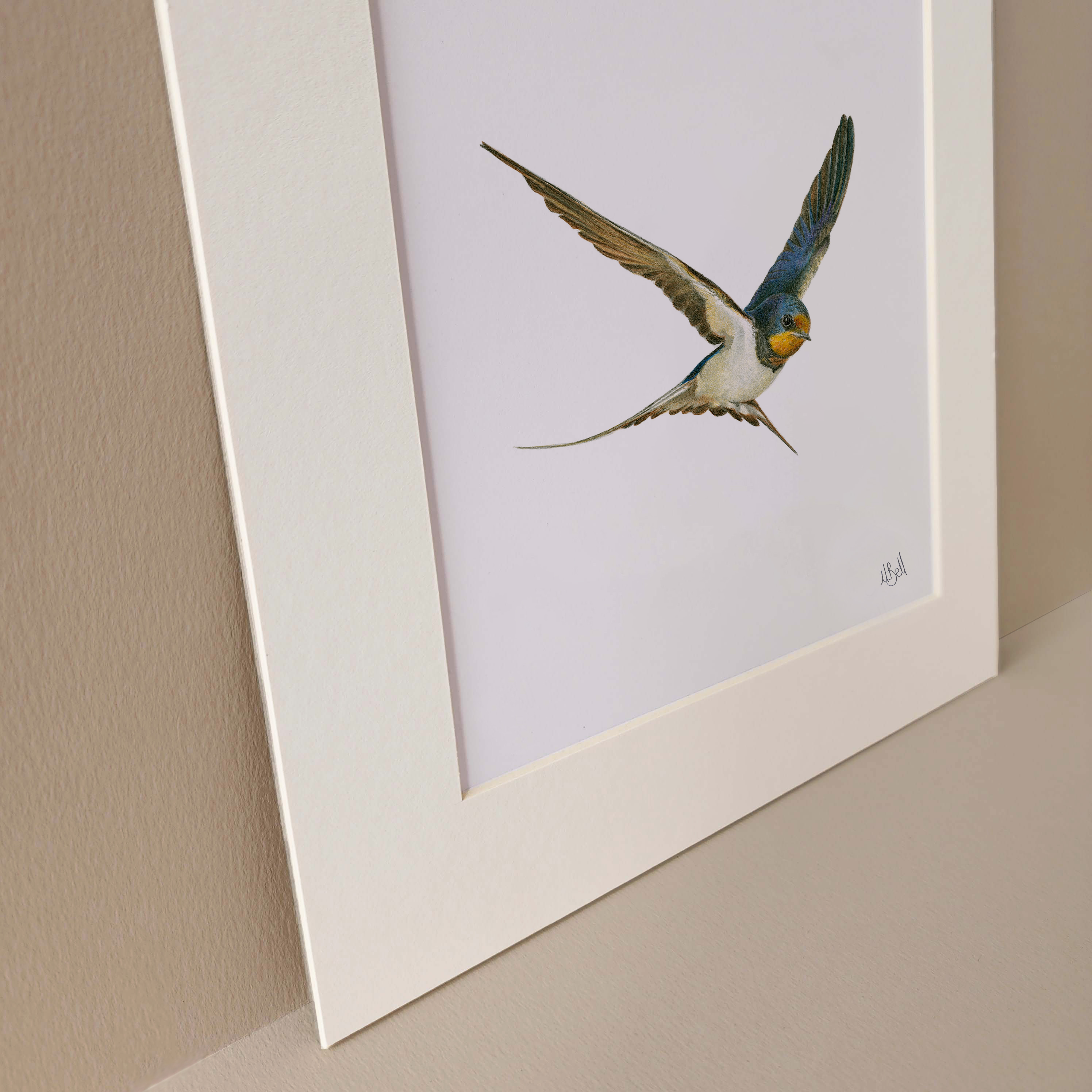 MOUNTED ARTWORK OF A BARN SWALLOW IN FLIGHT WITH A PLAIN WHITE BACKGROUND BY WILDLIFE ARTIST MATTHEW BELL