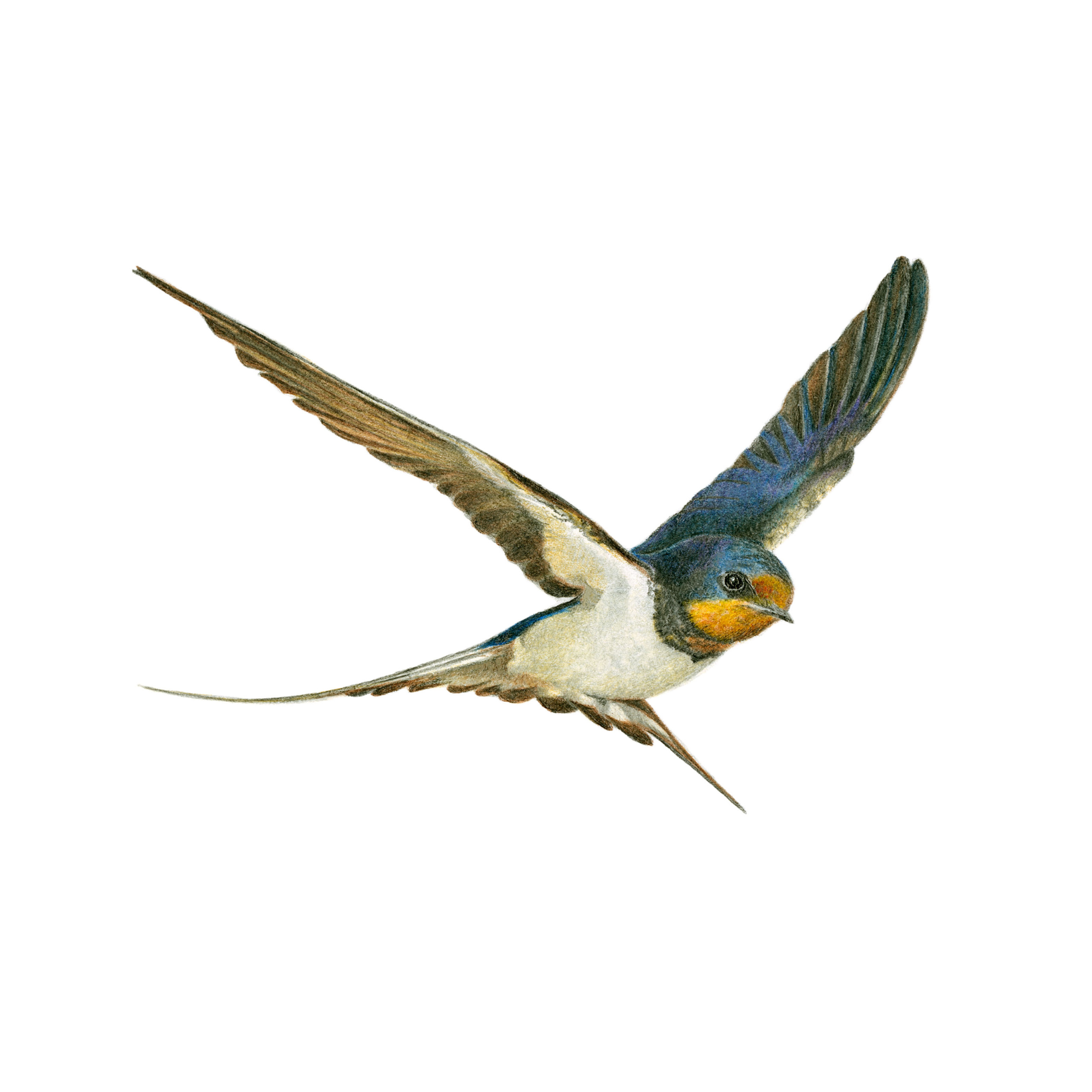 Barn Swallow original artwork with pencil on paper by South African bird artist Matthew Bell