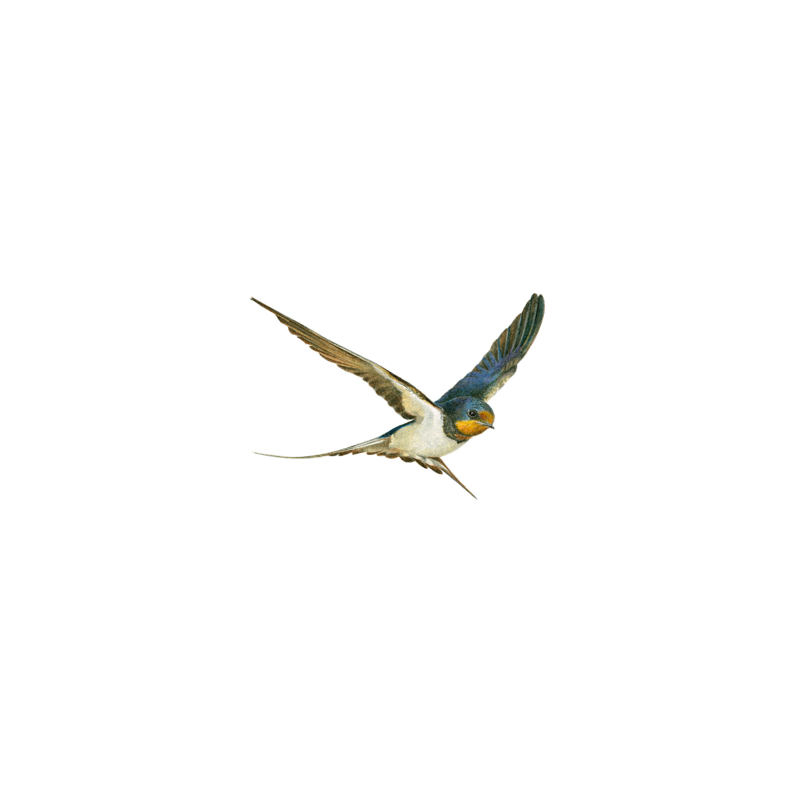 Barn Swallow original pencil drawing artwork by Matthew Bell