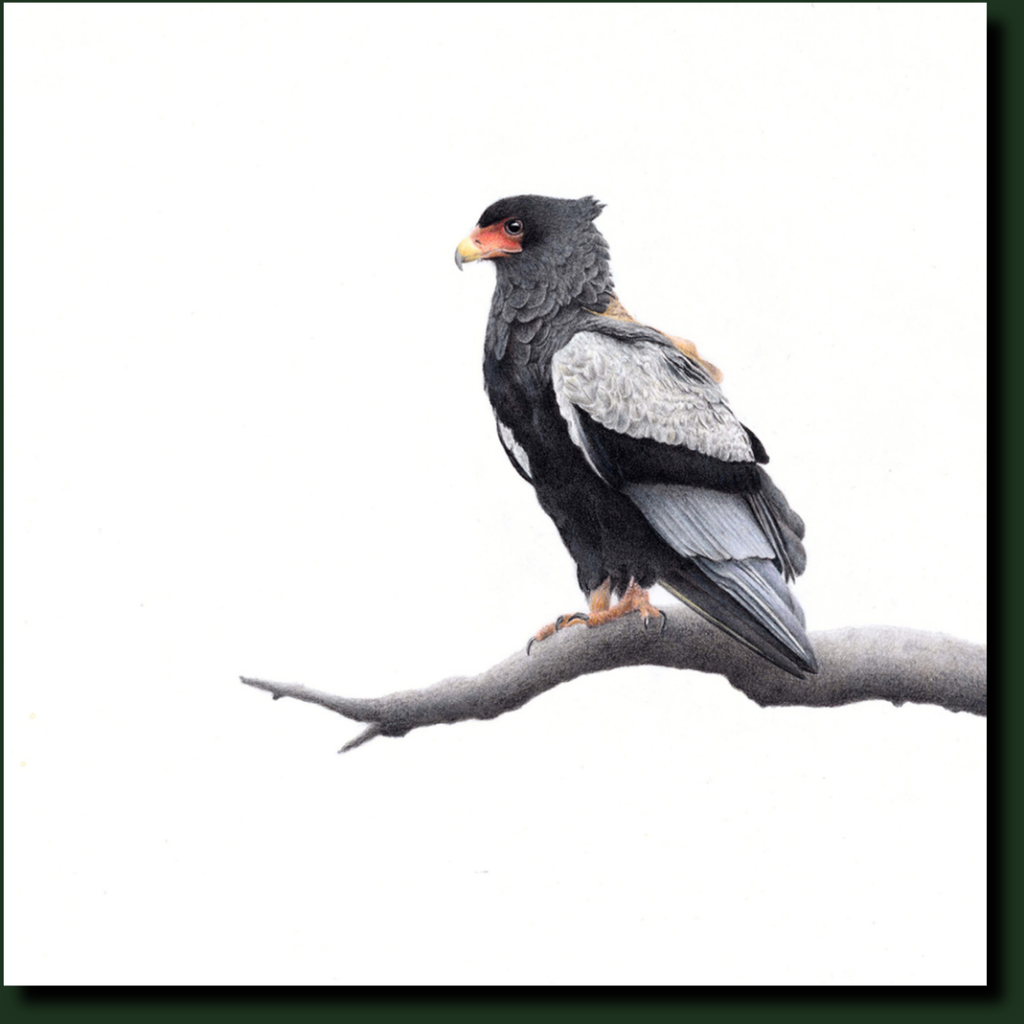 Bateleur agle affordable South African wildlife art in Cape Town