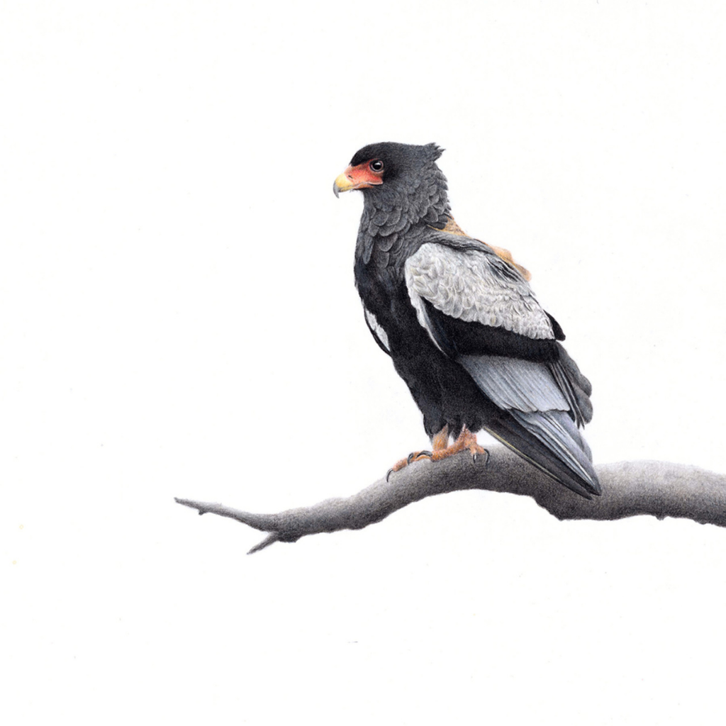 South African bird artwork, drawing by Matthew Bell of a Bateleur Eagle