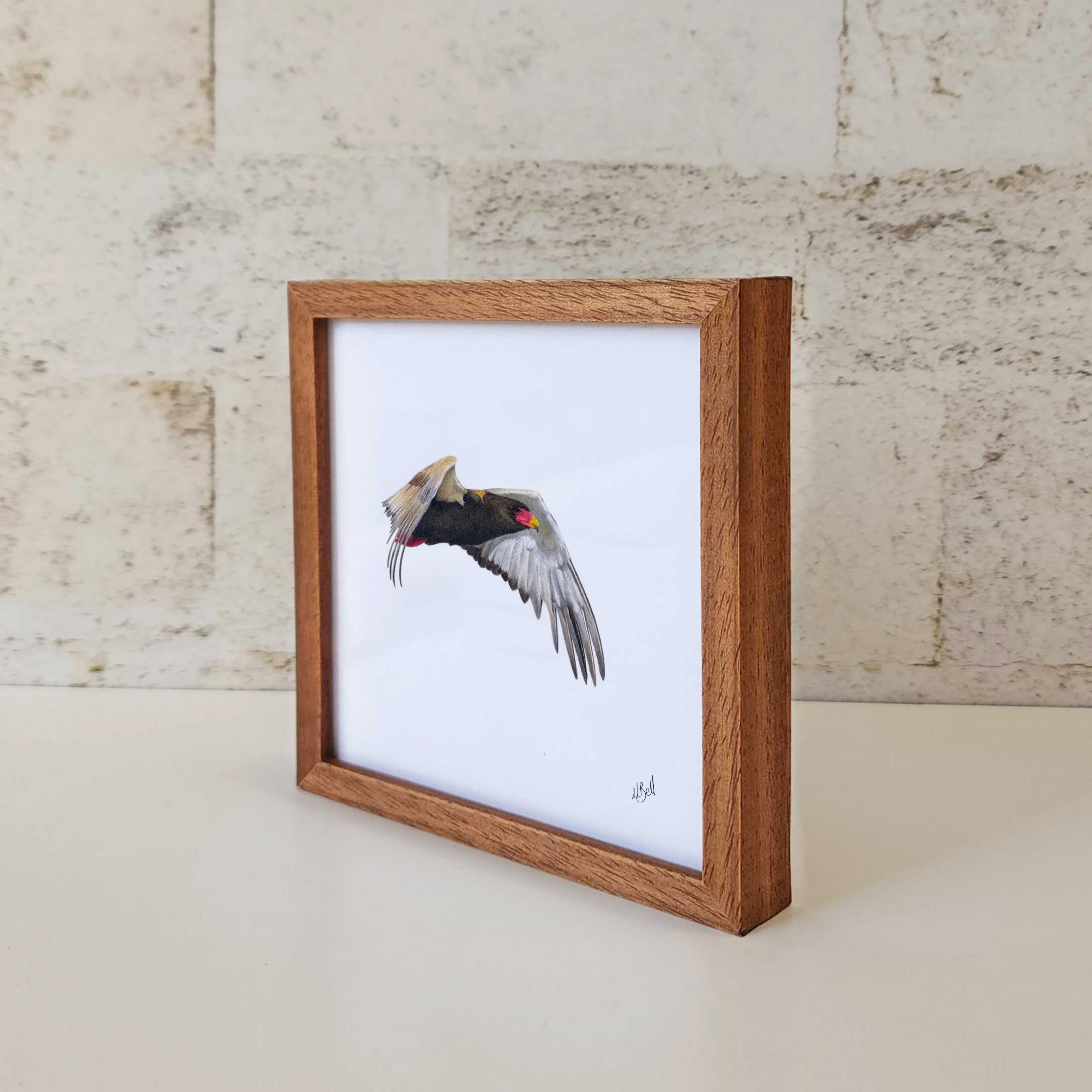 Kiaat wood framed miniature artwork of a Bateleur Eagle, part of wildlife artist Matthew Bell's birds of South Africa gallery