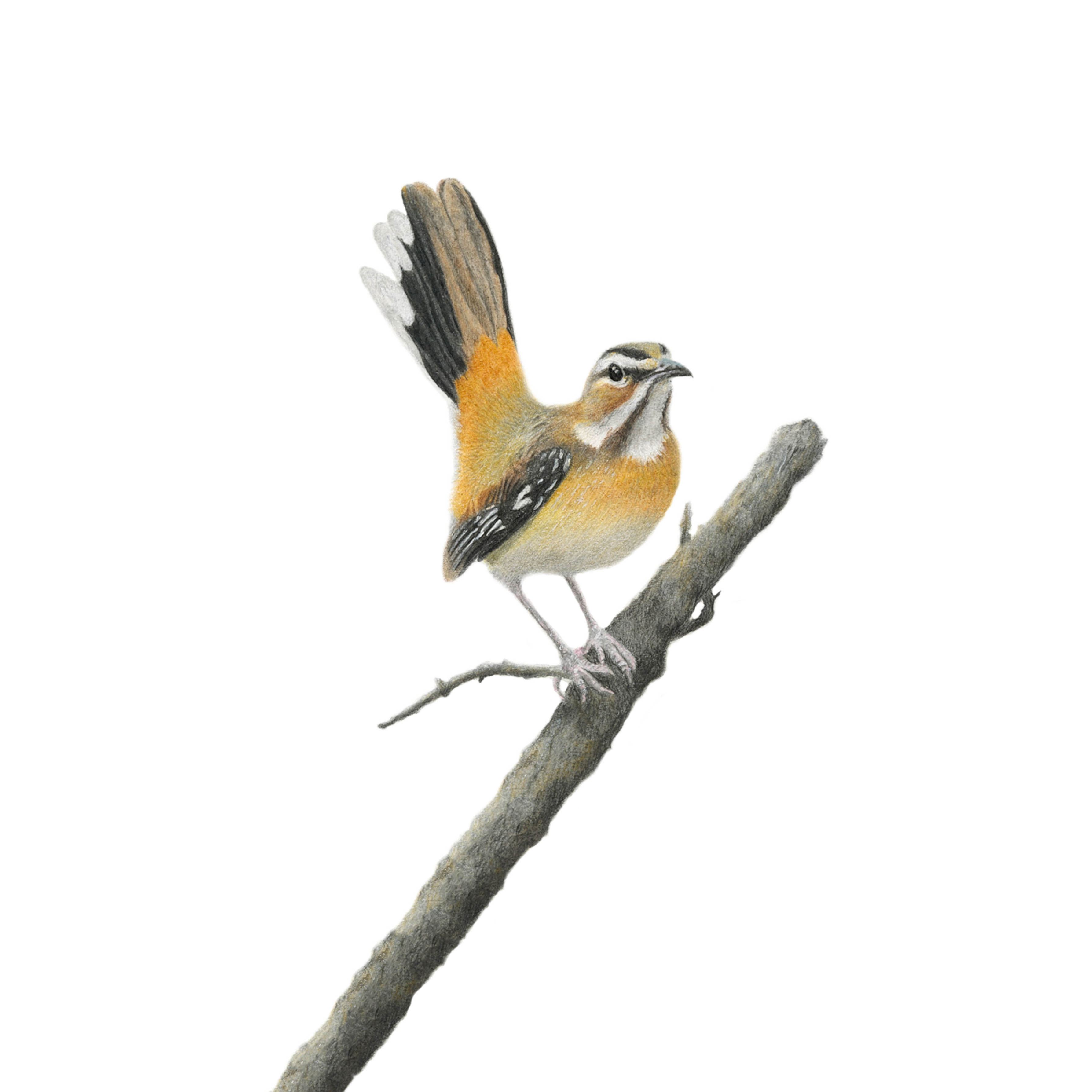 South African wildlife bird artwork by Cape Town artist Matthew Bell on canvas stretched onto a wooden frame of a Bearded Scrub Robin