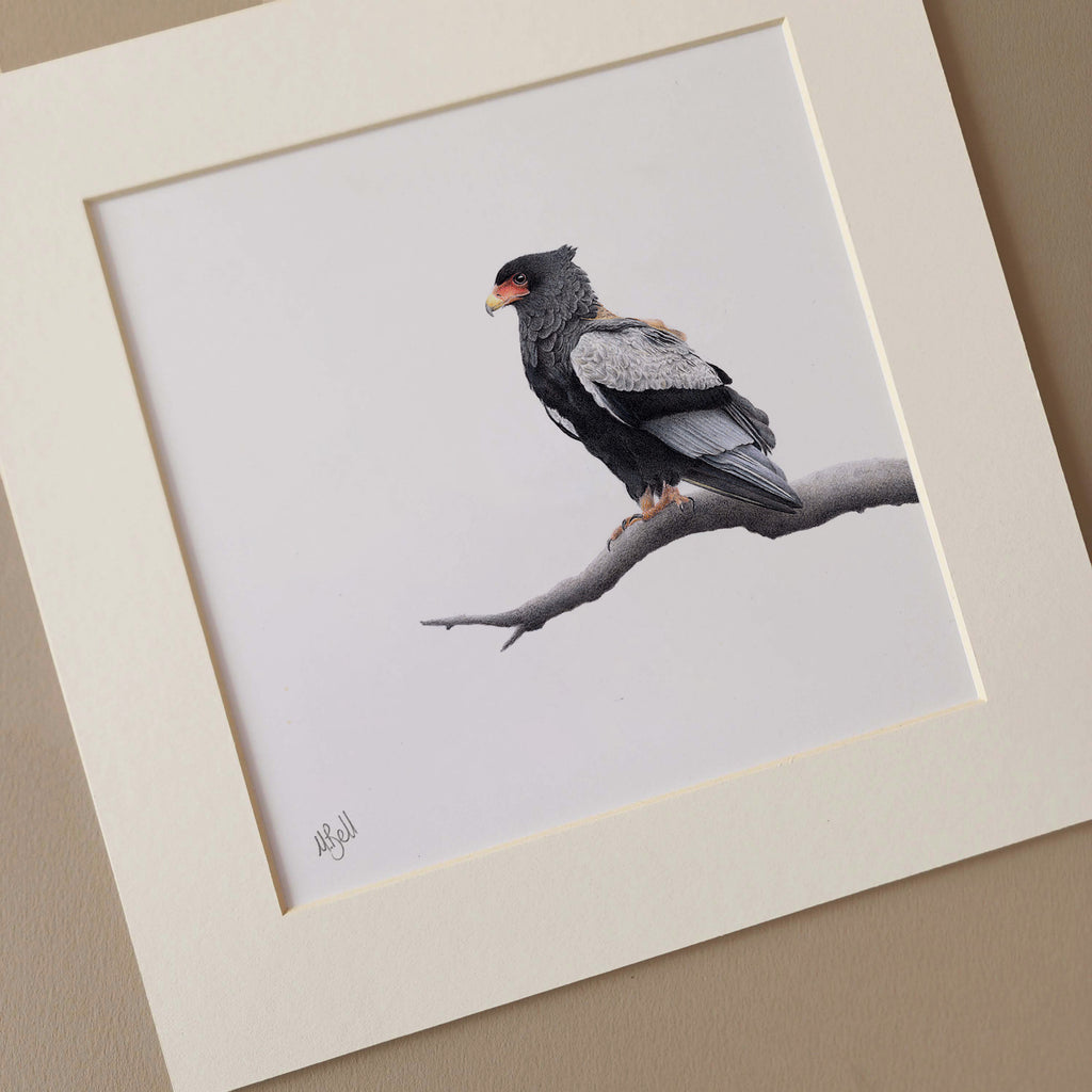 Bateleur Eagle bird of prey pencil art by Matthew Bell