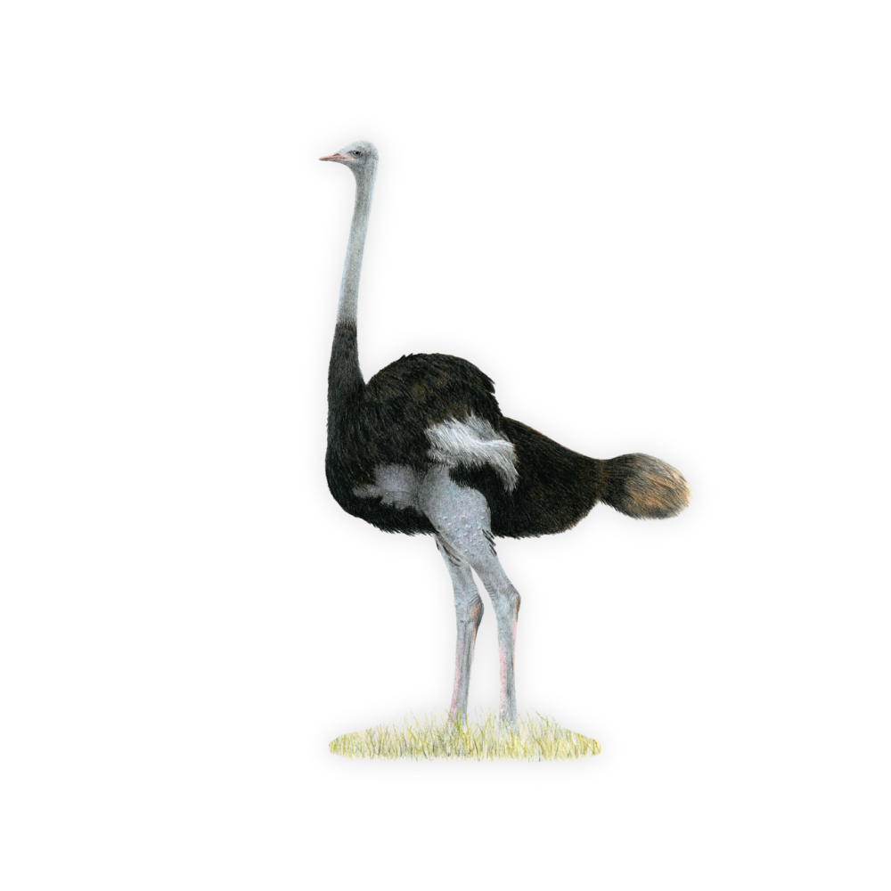Bird_Magnet_Mockup_1.png