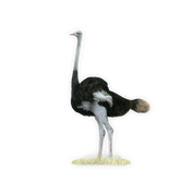 Ostrich Magnet - OST
