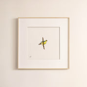 African Green Pigeon - The Original