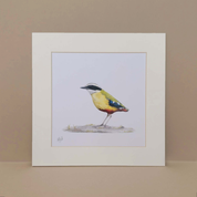 African Pitta Artwork with frame by South African bird artist Matthew Bell