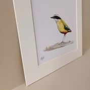 African Pitta Artwork with frame by South African bird artist Matthew Bell