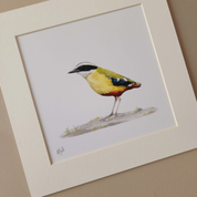 African Pitta Artwork with frame by South African bird artist Matthew Bell